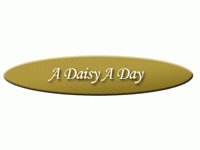 Daisy A Day